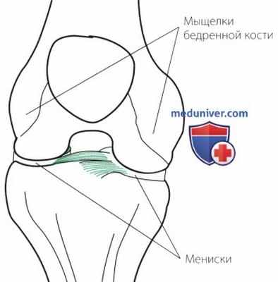 Функциональная анатомия коленного сустава