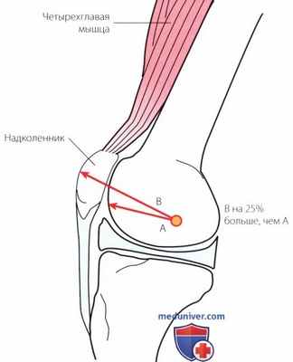 Функциональная анатомия коленного сустава