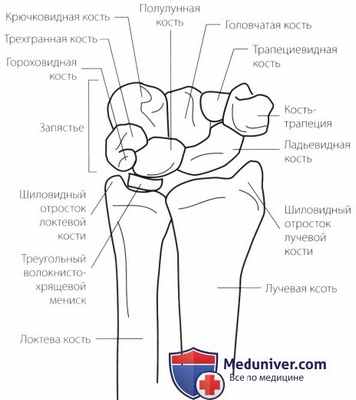 Функциональная анатомия запястья и кисти