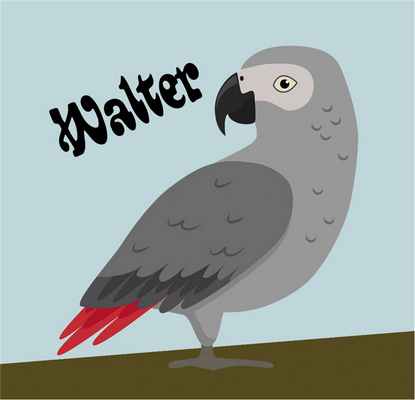 Серый попугай Вальтер