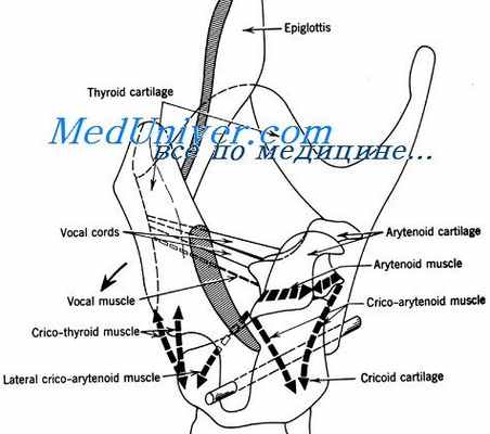 функции голосовых складок