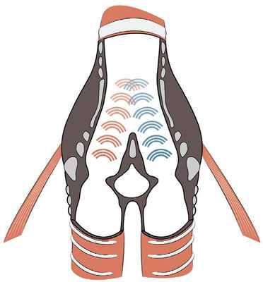 Гортань птиц