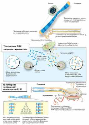 Теломеры: функции и синтез