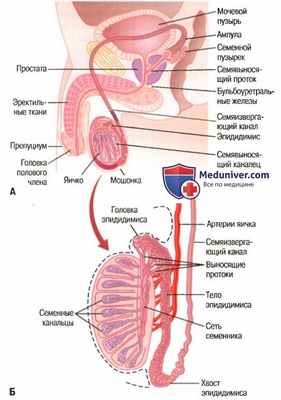 Функция семенных пузырьков. Функция простаты