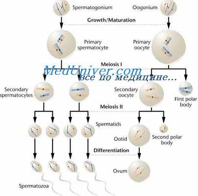 сперматогенез и овогенез