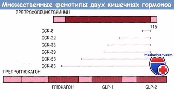 Фенотипы кишечных гормонов