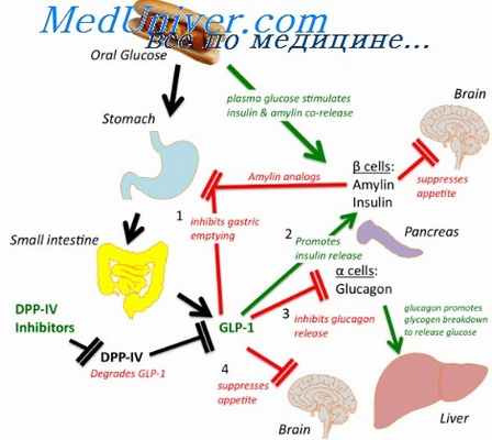 гастроинтестинальные пептиды