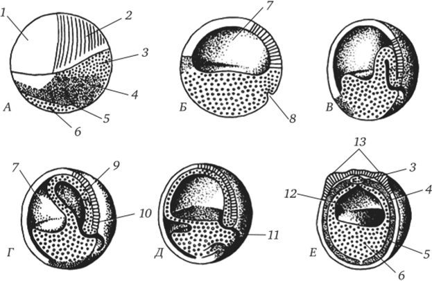 Карта областей презумптивных зачатков органов на ранних стадиях эмбрионального развития амфибий