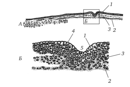 Куриный зародыш на стадии первичной полоски (поперечный срез)