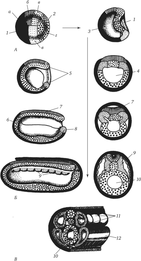 Презумптивные зачатки, гаструляция и нейруляция у ланцетника