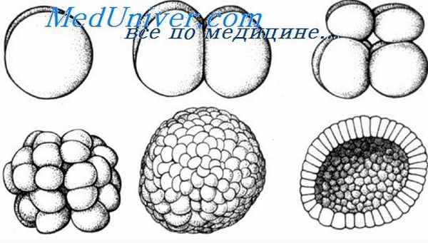 гаструляция земноводных