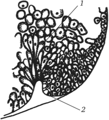 Колбовидные клетки в области бластопора ранней гаструлы амфибий