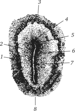 Куриный зародыш на стадии первичной полоски (вид со спинной стороны)
