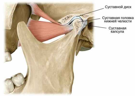 Суставная головка нижней челюсти