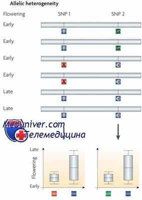 аллельная гетерогенность