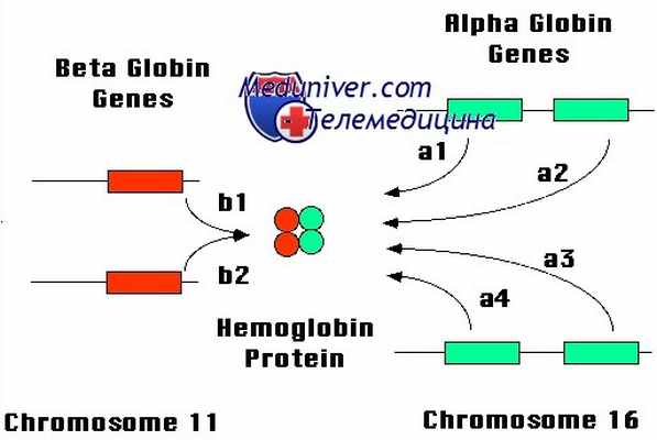 а-талассемия