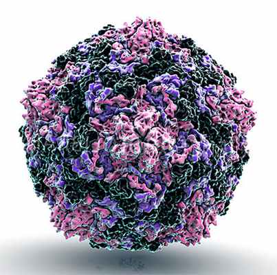 Вирус Коксаки