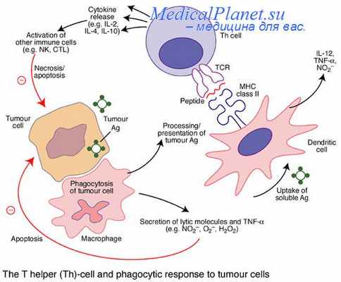 антигены опухоли