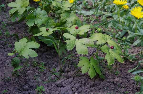 Гидрастис, или желтокорень канадский (Hydrastis canadensis)