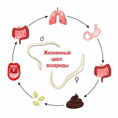 Жизненный цикл аскариды.jpg