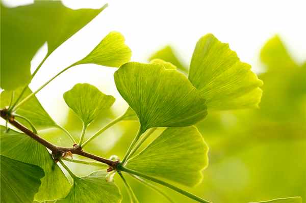 Растение гинкго