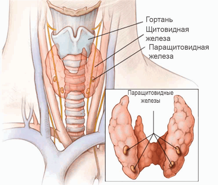 paraschitovidnye-zhelezy-ih-mesto-raspolozhenie.png