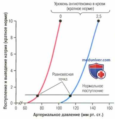 Скорость ответа ренин-ангиотензиновой системы. Физиология ангиотензина