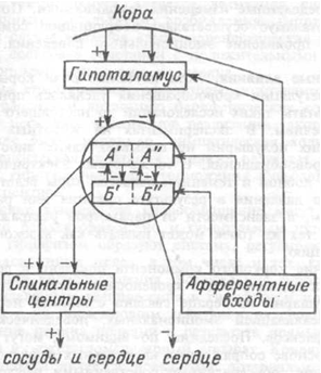 Рис.7.27. Схема организации центральных звеньев нервной регуляции сердечно-сосудистой системы.