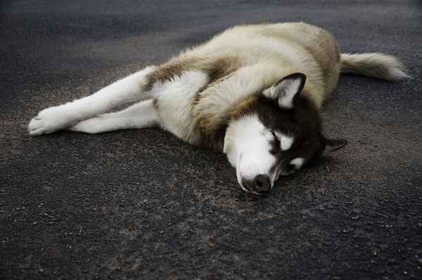 Пес лежит на дороге