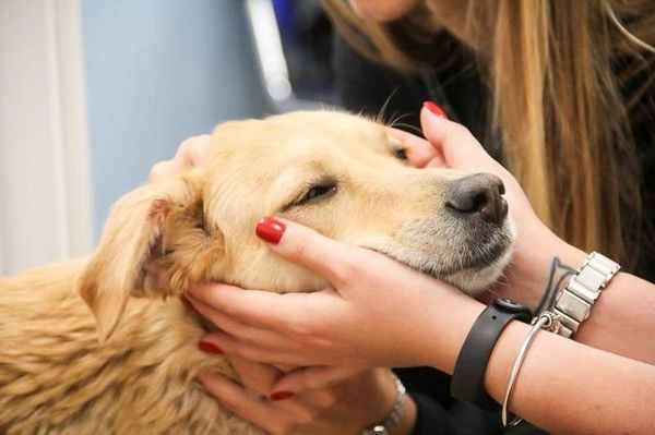 Женщина обнимает морду собаке