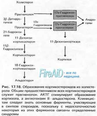 Андрогены. Регуляция секреции и физиологические эффекты половых стероидов коры надпочечников. Вирилизация.