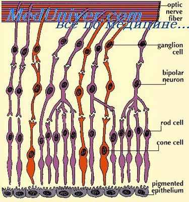 сетчатка эмбриона