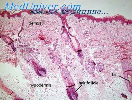 гистология дермы