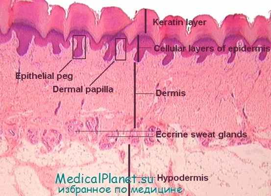 гистология дермы