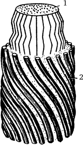 Схема строения эластического волокна (по Ю. И. Афанасьеву, Н. А. Юриной, 1999)