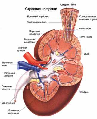 Строение нефрона