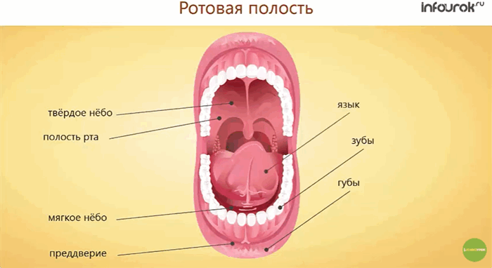 Ротовая полость