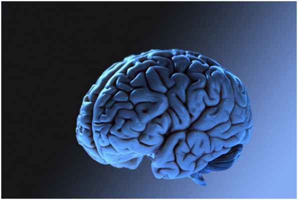 Мозг человека