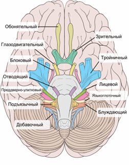 черепныенервыw421.png