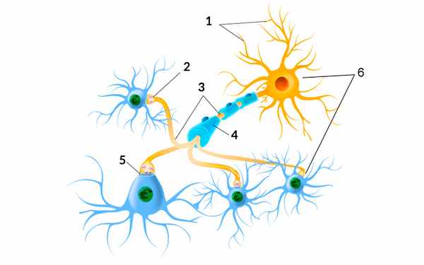 Для чего нужен мозг человеку - Нейроны