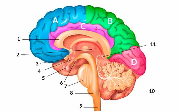 Определение Мозга - Что это и каковы его основные отделы