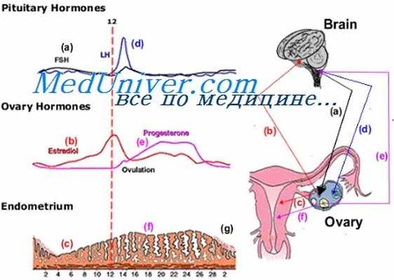 синдром поликистозных яичников