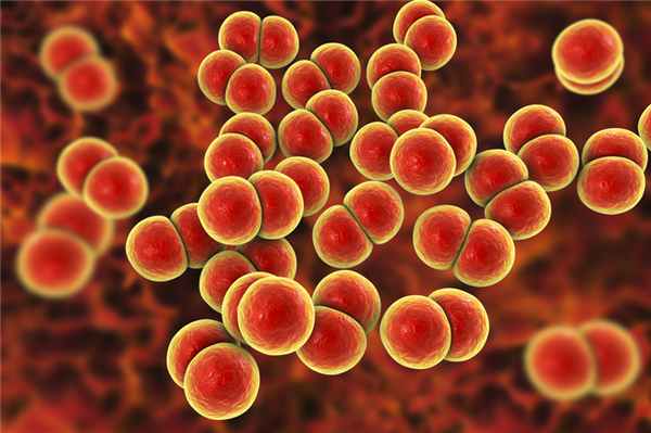 Гноеродные бактерии.jpg