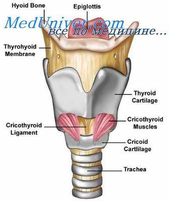 гортань эмбриона