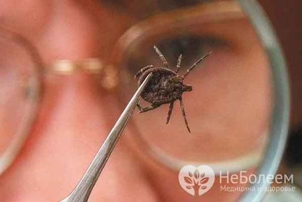 Клещи являются переносчиками вирусных возбудителей энцефалита