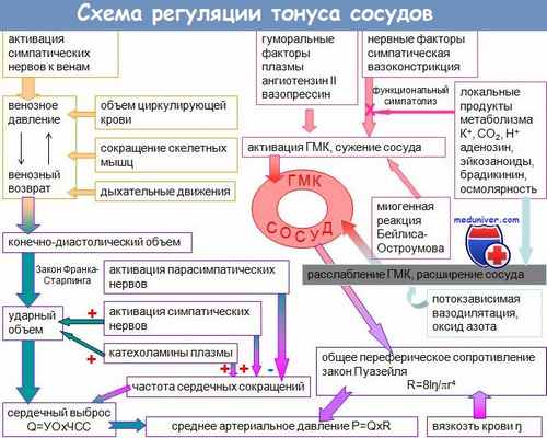 регуляция тонуса сосудов