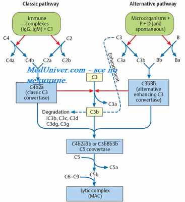 Иммунодиагностика опухолей. Иммунотерапия опухолей. Методы иммунотерапии при опухолях. Адъюванты. Иммуномодуляторы