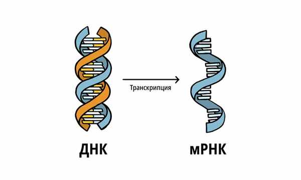 ДНК сначала превращается в информационную РНК, которая затем используется в качестве программы для продуцирования специфических белков
