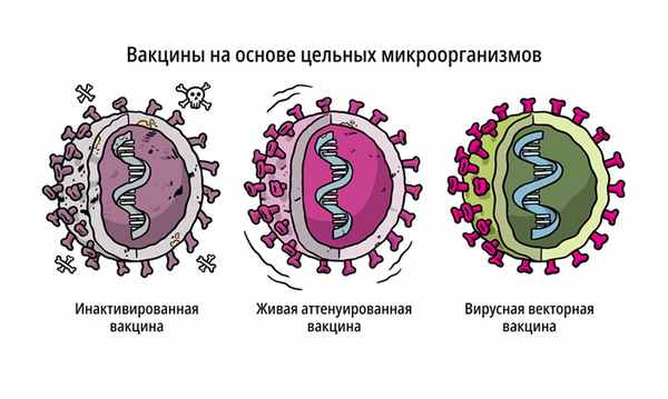 Вакцины на основе цельных микроорганизмов