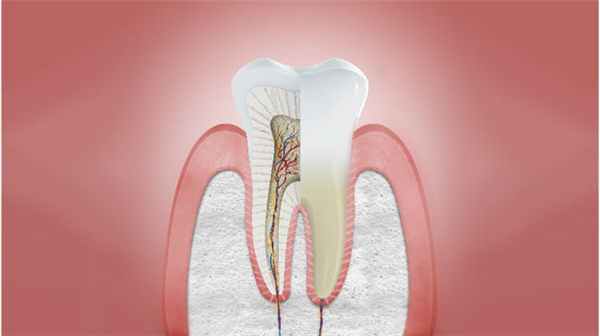 Поперечное сечение здоровых десен